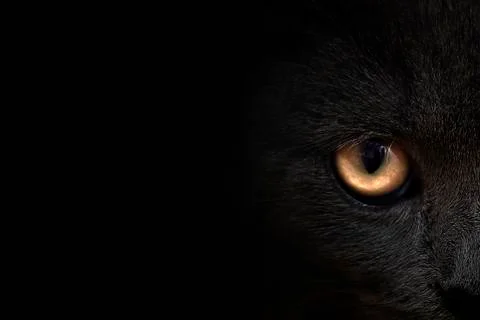 Dark muzzle cat close-up. front view Stock-Fotos