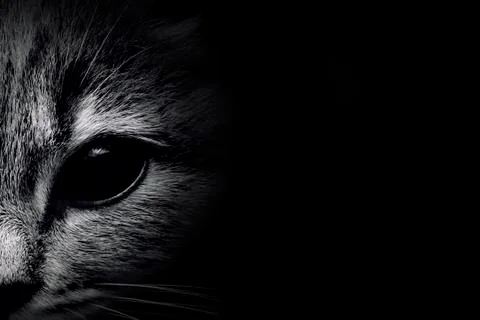 Dark muzzle cat close-up. front view Stock Photos