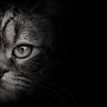 Dark muzzle cat close-up. front view Stock-Fotos