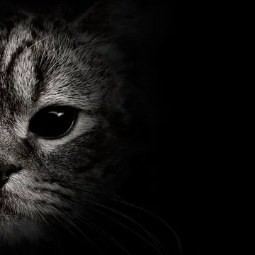 Dark muzzle cat close-up. front view Stock-Fotos