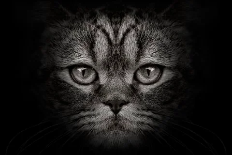 Dark muzzle cat close-up. front view Stock-Fotos