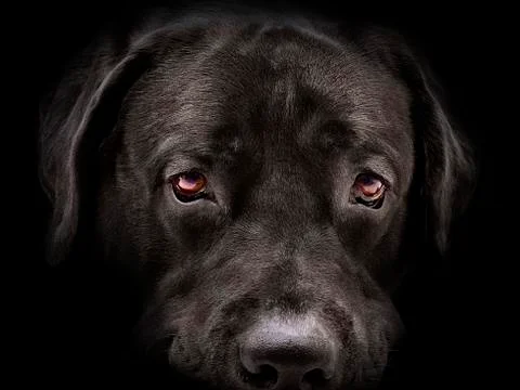 Dark muzzle labrador dog closeup. front view Stock-Fotos