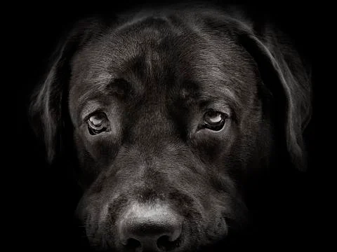 Dark muzzle labrador dog closeup. front view Stock Photos