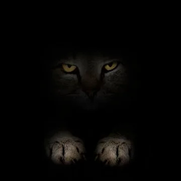 Dark muzzle scottish cat breed. front view Stock Photos