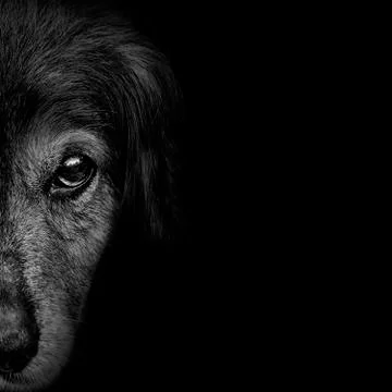 Dark muzzle spaniel dog closeup. front view Stock Photos