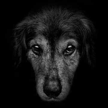 Dark muzzle spaniel dog closeup. front view Stock-Fotos