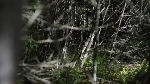 Dark mysterious forest. The camera moves in slow motion to the right Stock Footage 209161383