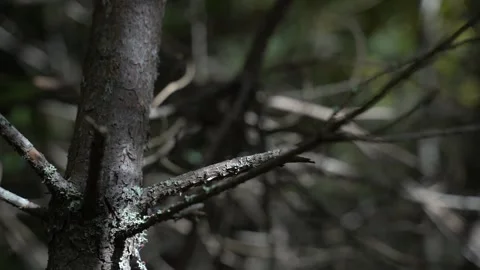 Dark mysterious forest. The camera moves in slow motion to the right Video stock 209161388