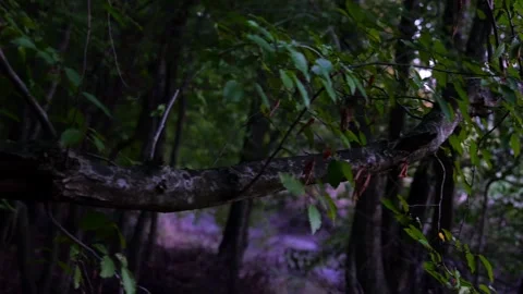 Dark mysterious forest with smooth sideways camera motion following branch Stock Footage 318485282