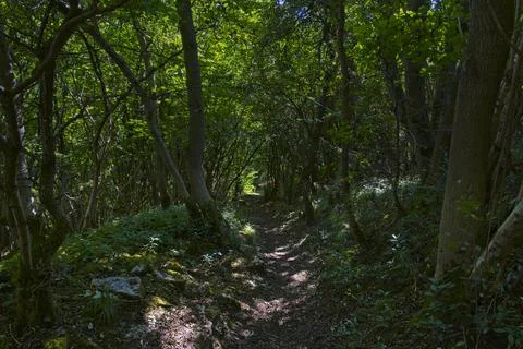 Dark, narrow path down a steep woodland hill in Derbyshire. Foto stock
