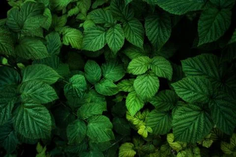 Dark natural background with raspberry bush foliage Foto stock