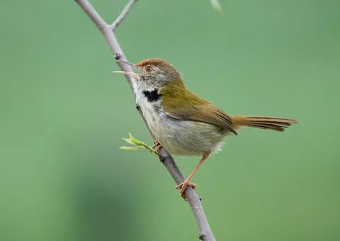 A Dark-necked Tailorbird Stock Photos