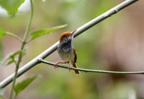 Dark-necked tailorbird on the tree. Stock Photos