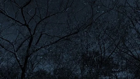 Dark Night Forest – Cinematic Suspense Scene Stock Footage 318399497