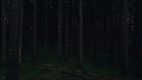 Dark night forest with fireflies animation Stock Footage 341833795