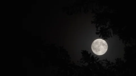 Dark Night Sky With Full Moon Through Tree Stock Footage 122763804