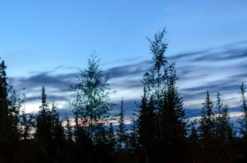 Dark night sky over the trees fir trees in the taiga of Yakutia. Stock Photos