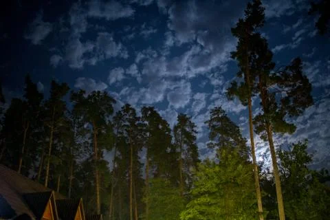 Dark night sky in pine forest Stock Photos