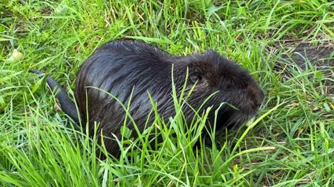 Dark Nutria Eating Cucumber Slice in Green Field Stock Footage 334314399