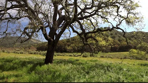 Dark Oak Green Grass 2 Stock-Footage 106104639
