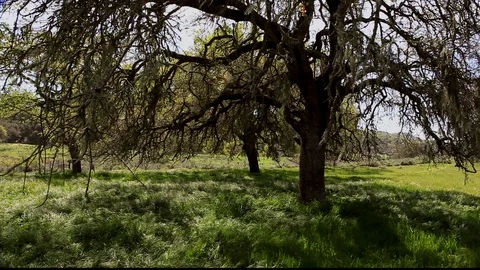 Dark Oak Green Grass Stock Footage 106104325
