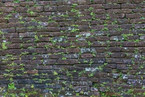 Dark old brick wall with small green plant shoots Stock Photos