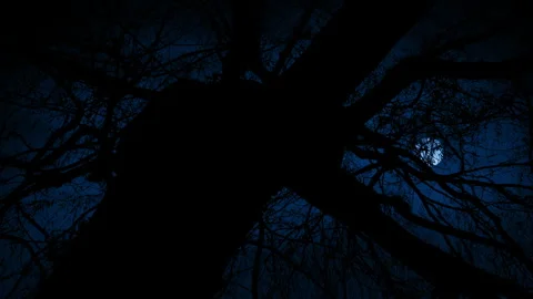 Dark Old Tree Silhouetted In The Moonlight Vídeo Stock 252758194