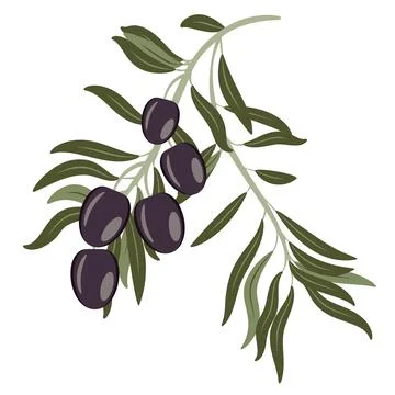 Dark olives on branch イラスト素材