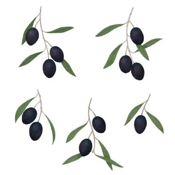 Dark olives Stock Illustration
