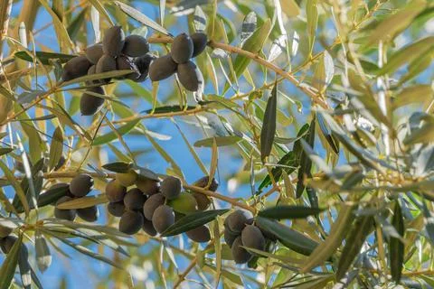 Dark olives on olive tree branches closeup in garden Stock Photos
