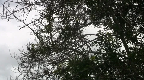 Dark ominous cloudy windy day outdoors Video stock 36622472