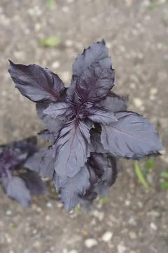 Dark Opal basil Stock Photos