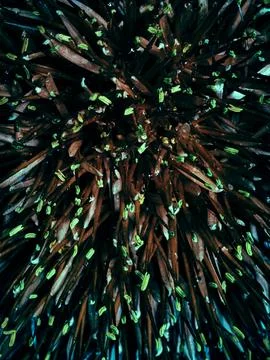Dark Organic Macro Texture with Green Details Stock Photos