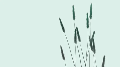 Dark ornamental grass spikelets growing animation on soft mint green backgr.. Stock Footage 341268514