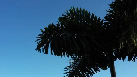 Dark outline of large palm tree leaves that move slowly in the light breeze Stock Footage 142758384