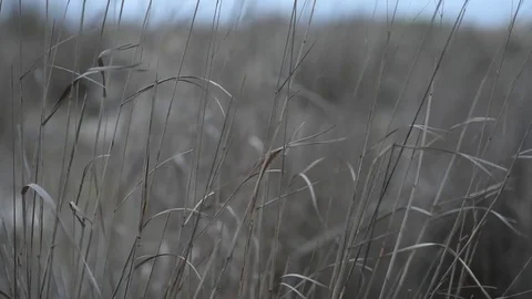 Dark overcast dune grass in wind Stock Footage 75763676