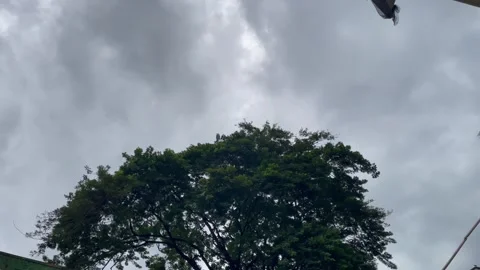 Dark Overcast Monsoon Storm Clouds Rolling Over Large Green Tree Stockbeeldmateriaal 346237398