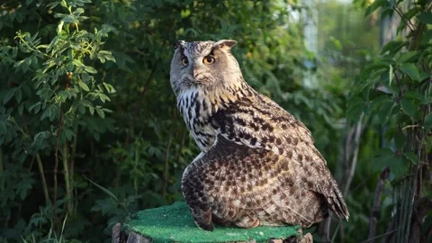Dark owl moves head sitting on stump in nature reserve Stock Footage 245751825