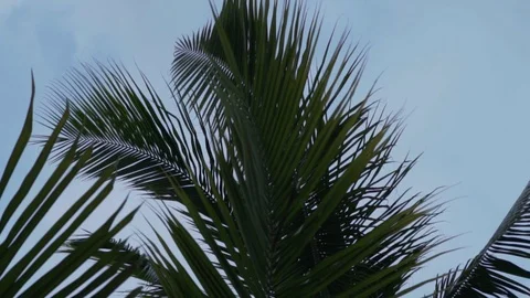 Dark palm leaves sway in the wind Stock Footage 95333527
