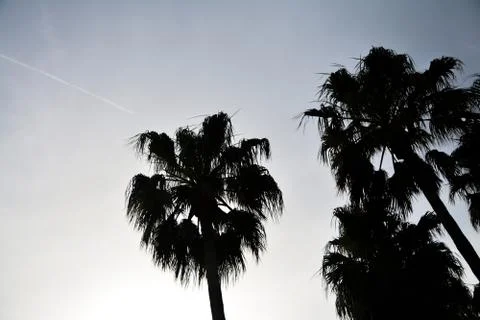 Dark palm trees on the background of a clear sea sky. Design concept for a tr Stock Photos