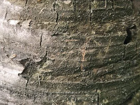 Dark palm trunk texture with rough natural cracked pattern Stock Photos