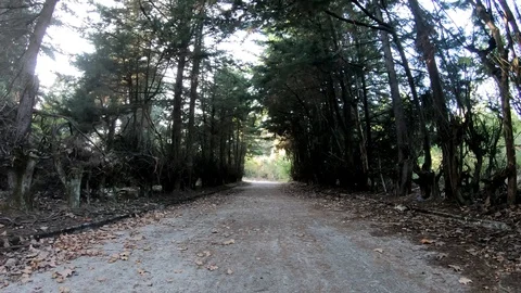 DARK PATH BETWEEN TREES Stock Footage 94450390