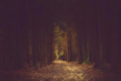 Dark path in the forrest into the light Stock Photos