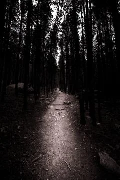 Dark Path Stock Photos