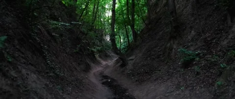 A dark path through the forest, a ravine, in solitude. Large crooked trees. Stock Footage 319556774