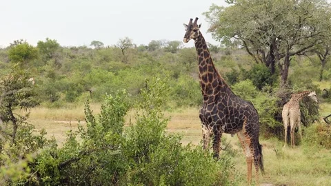 Dark pattern giraffe looks at camera and lighter giraffes graze behind Stock Footage 336558584