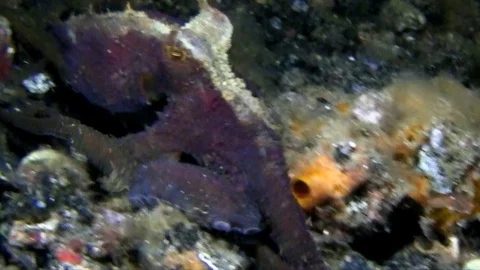 Dark-patterned octopus on the sand in the night in Lembeh strait I Stock Footage 90829815