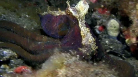 Dark-patterned octopus on the sand in the night in Lembeh strait I Stock Footage 90829839