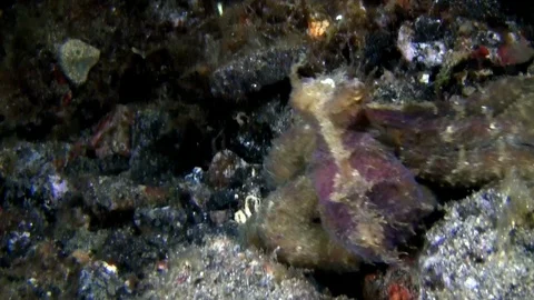 Dark-patterned octopus on the sand in the night in Lembeh strait I Stock Footage 90829905