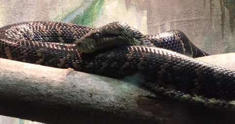Dark patterned snake coiled on a branch, head resting and watching Stock-Footage 320020728